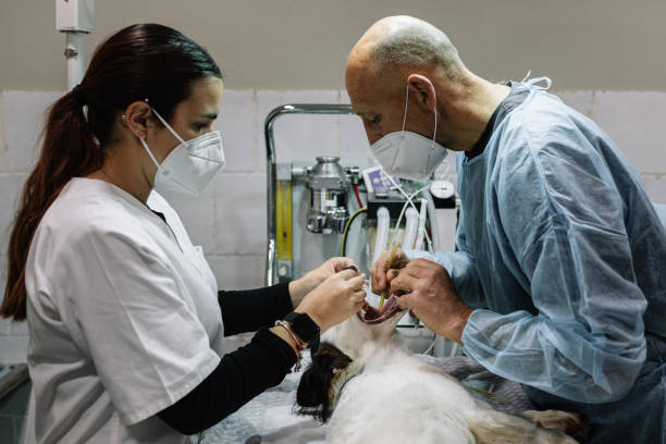 Emergency Dentist Open Today Mountain View, MO